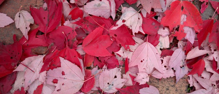 Red leaves at TCNJ