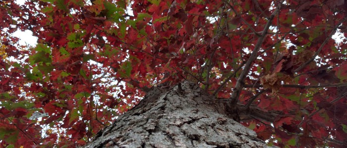 Tree with colorful leaves at TCNJ