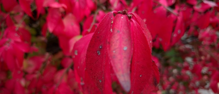 Pretty Pink Plant at TCNJ